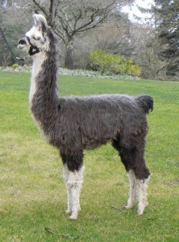 Gray and white llama